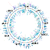 circular genome